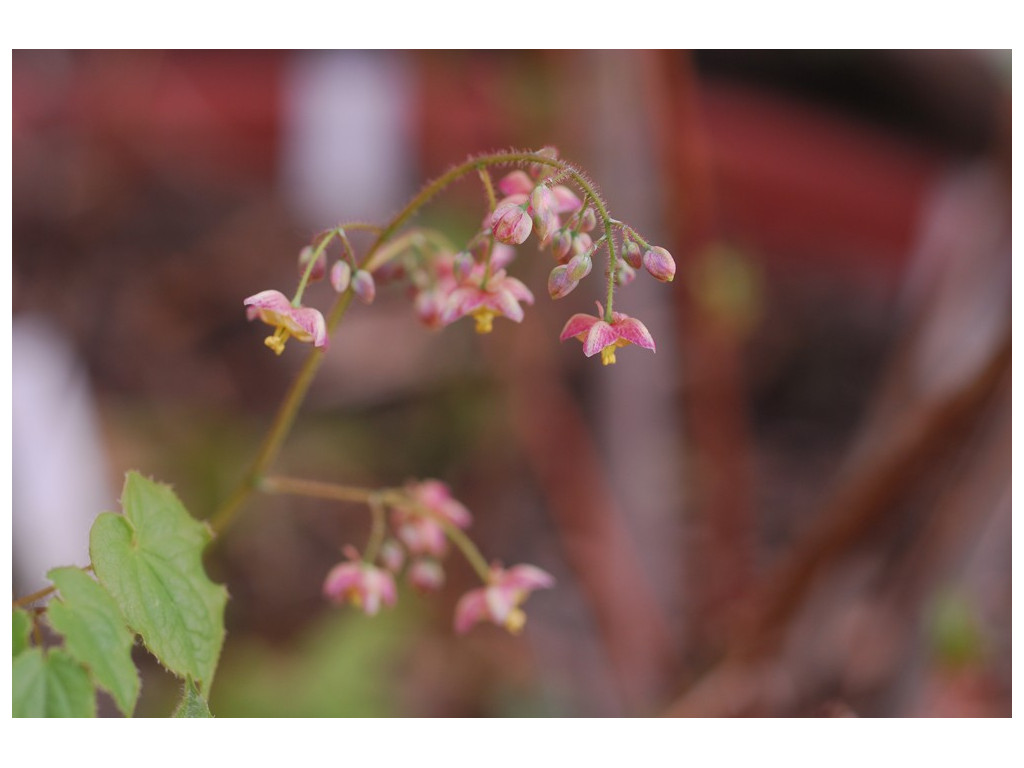 EPIMEDIUM ALPINUM