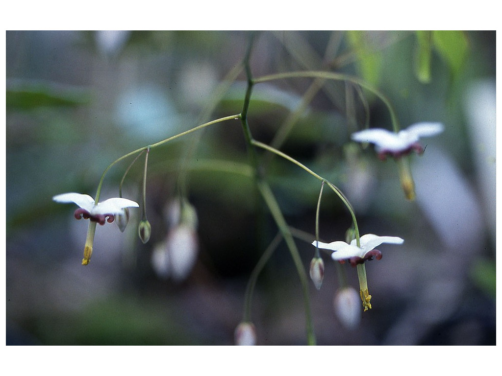 EPIMEDIUM DOLICHOSTEMON