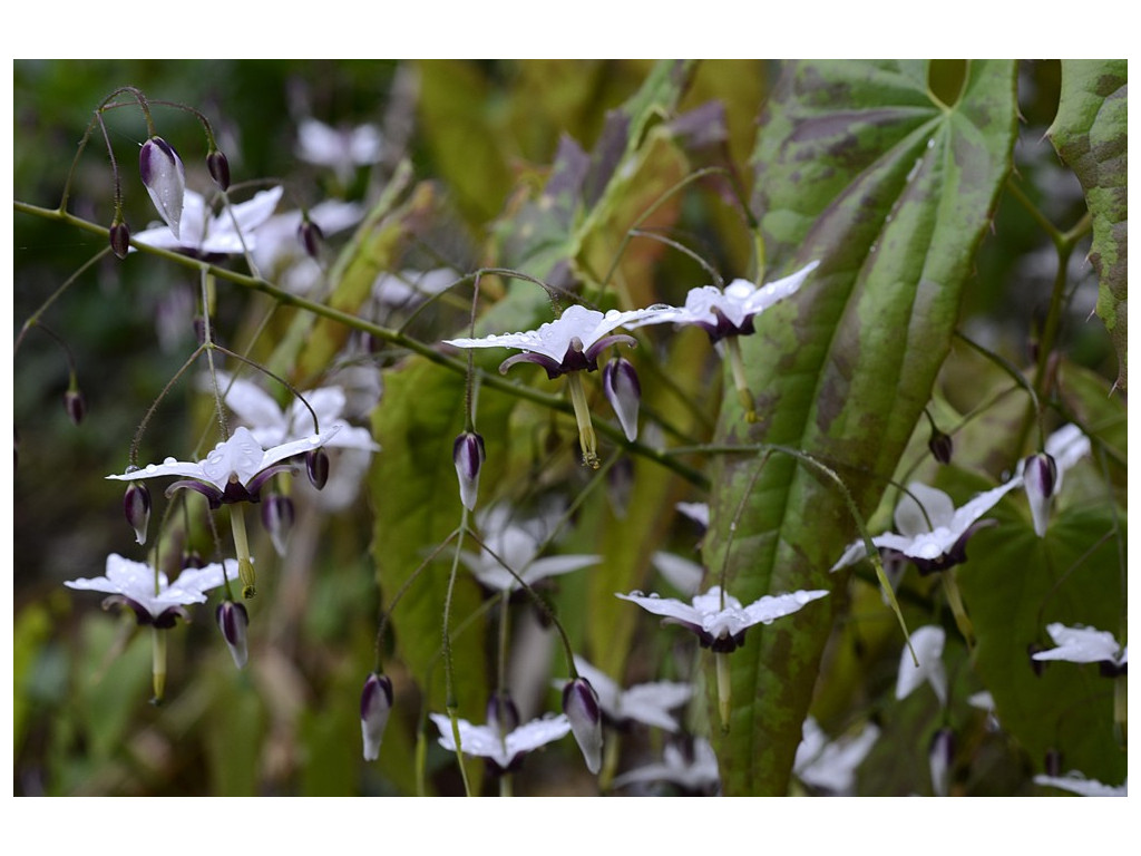 EPIMEDIUM FARGESII