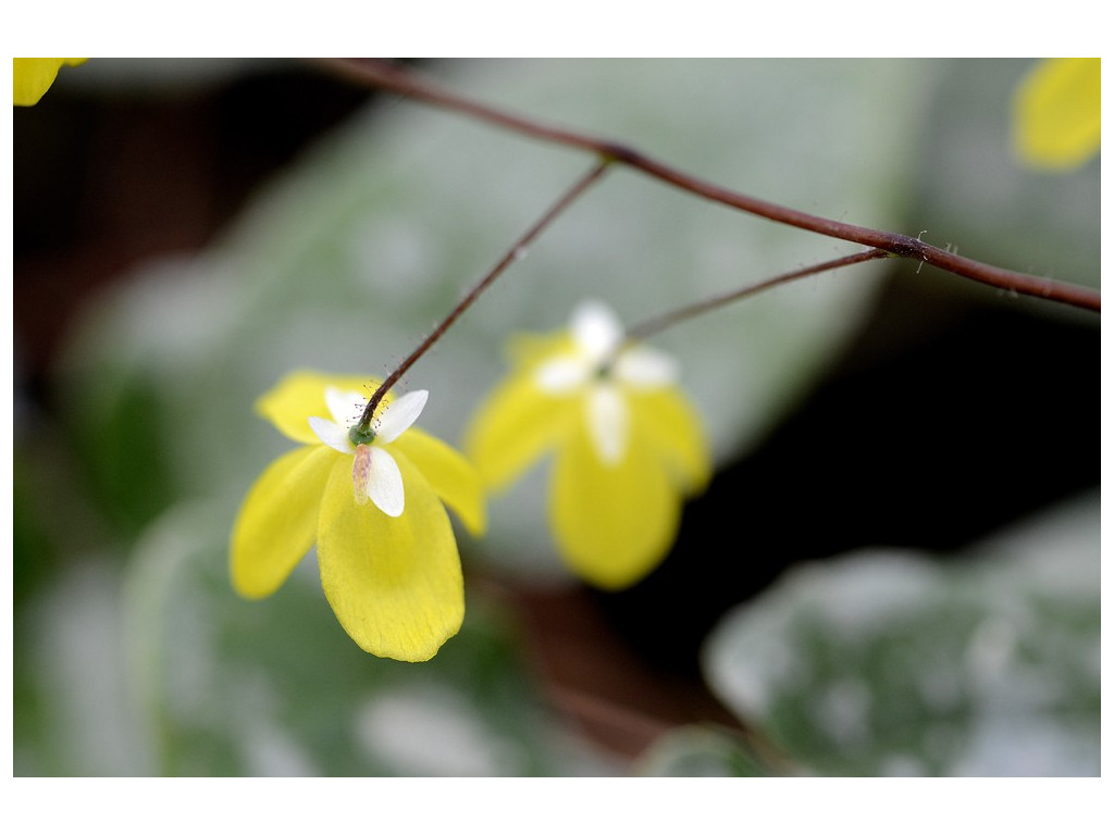 EPIMEDIUM PLATYPETALUM