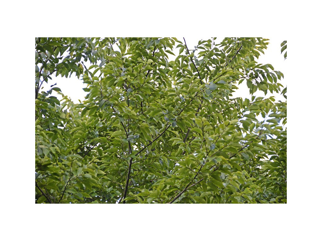 CELTIS SINENSIS CMBJP1818 CELTIS SINENSIS CMBJP1818