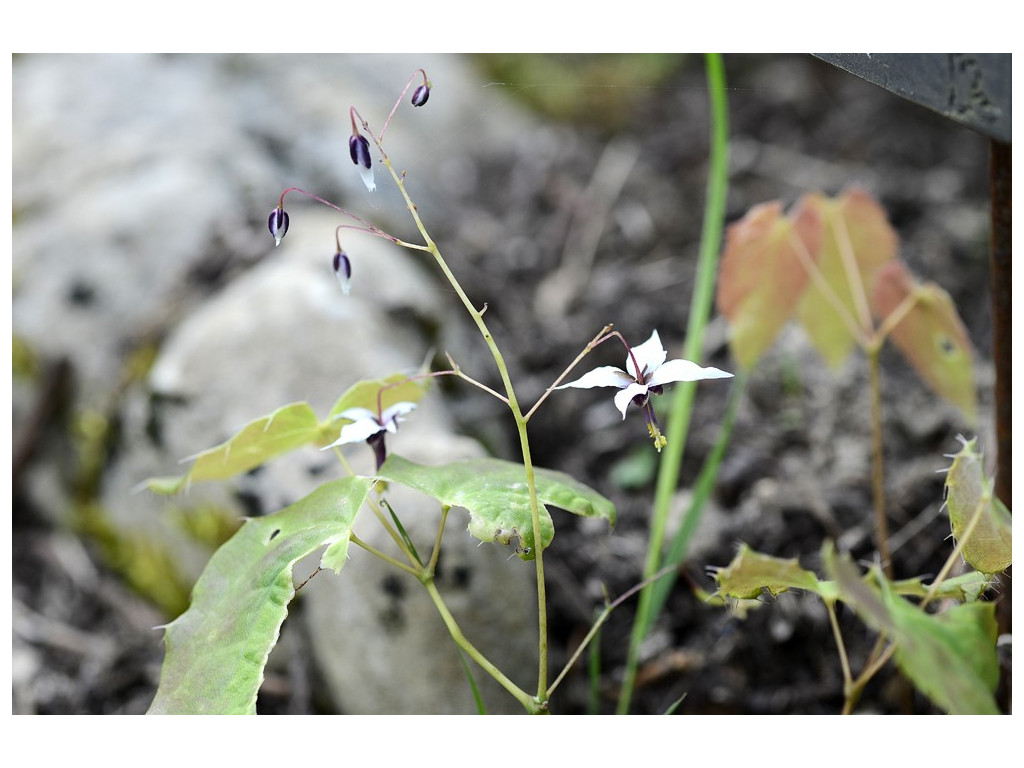 EPIMEDIUM QINGSHENGSHANENSE