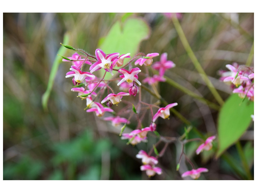 EPIMEDIUM x RUBRUM 'SWEETHEART'