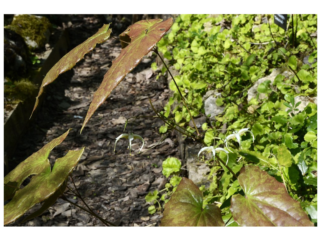 EPIMEDIUM 'DANCING STAR'