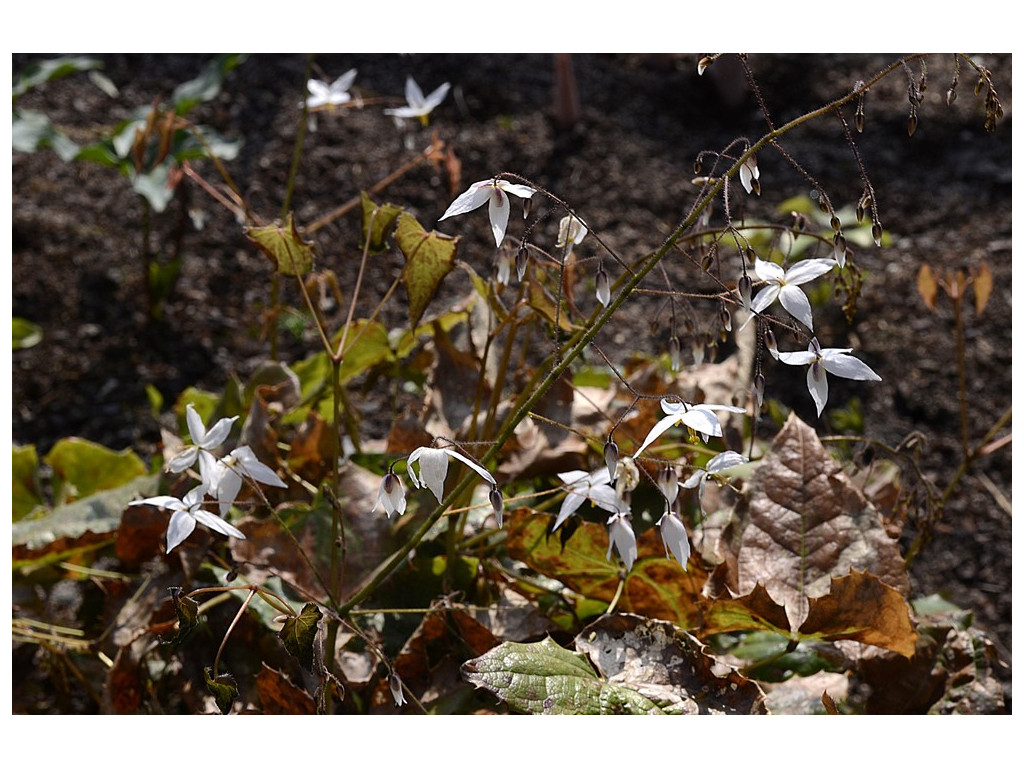 EPIMEDIUM 'MILKY WAY'