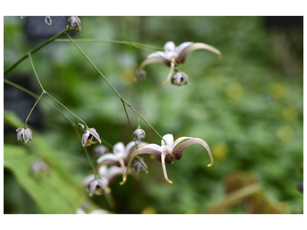 EPIMEDIUM 'THE PINK GIANT'