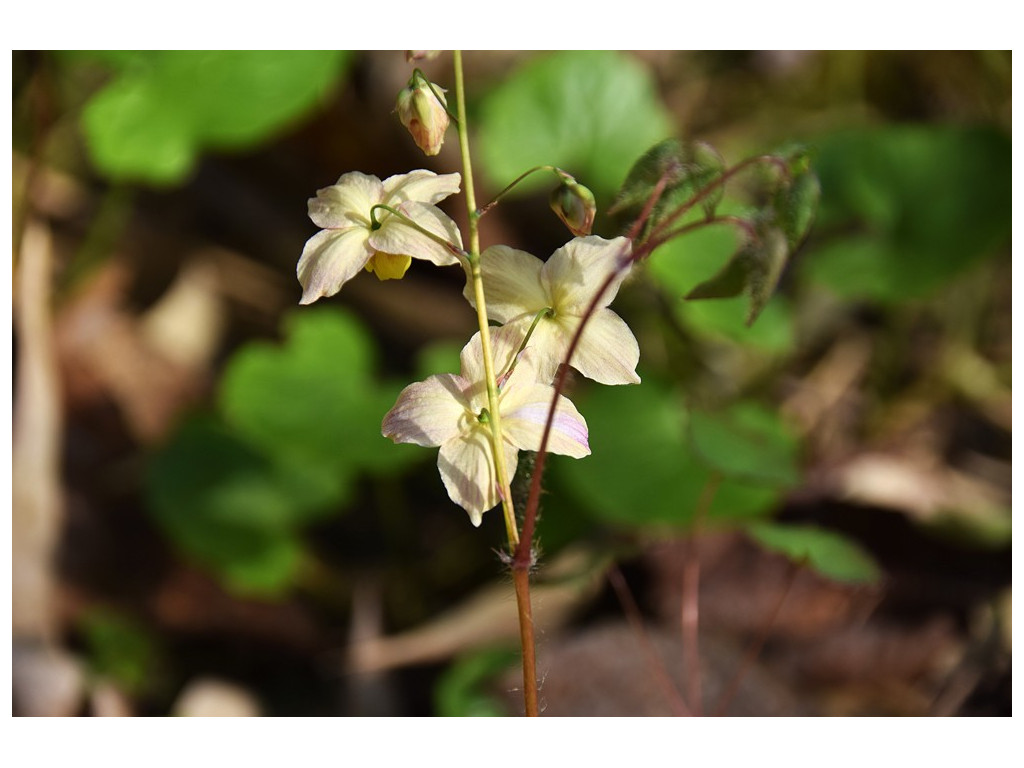 EPIMEDIUM x VERSICOLOR 'STRAWBERRY FLUSH'