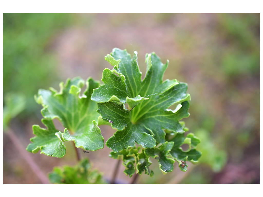 FARFUGIUM JAPONICUM 'SHISHI BOTAN'