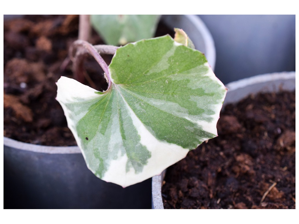 FARFUGIUM JAPONICUM 'UKIGUMO NISHIKI'