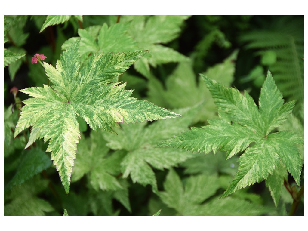 FILIPENDULA MULTIJUGA 'KI SHIRO SHIMA FU'