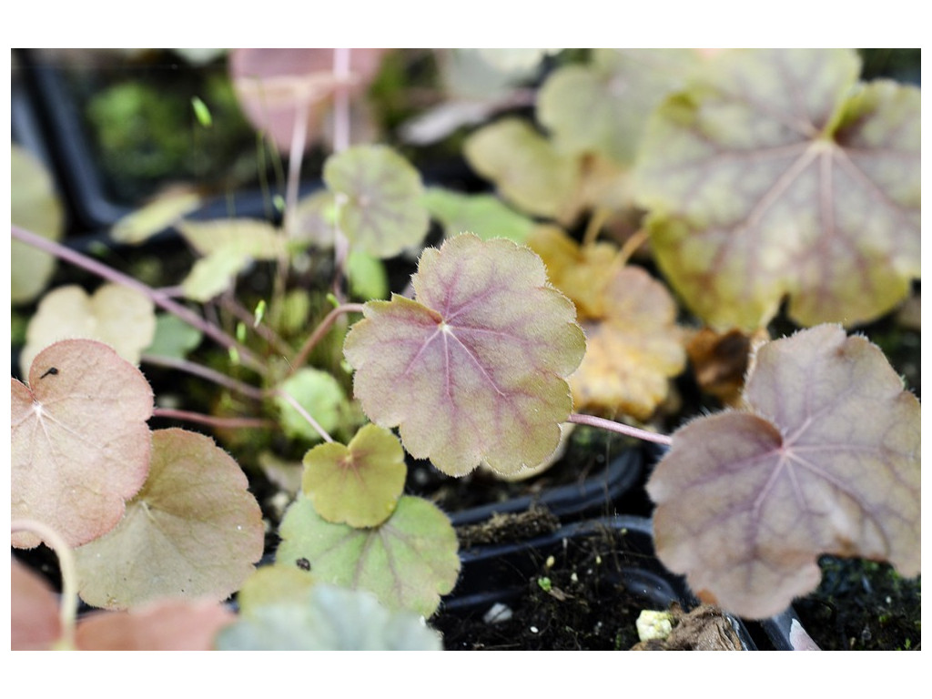 HEUCHERA CURTISII