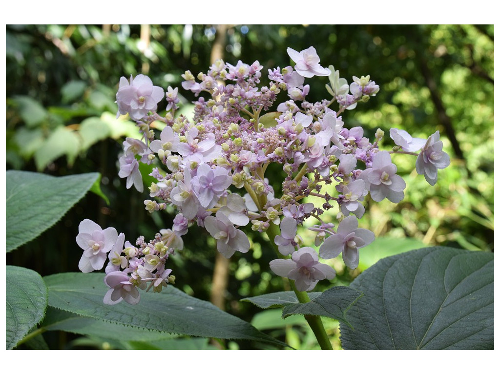 HYDRANGEA INVOLUCRATA 'MIHARA KOKONOE'