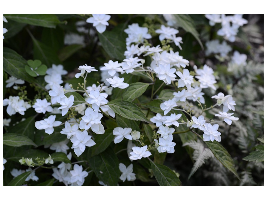 HYDRANGEA SERRATA 'SHIROTAE'