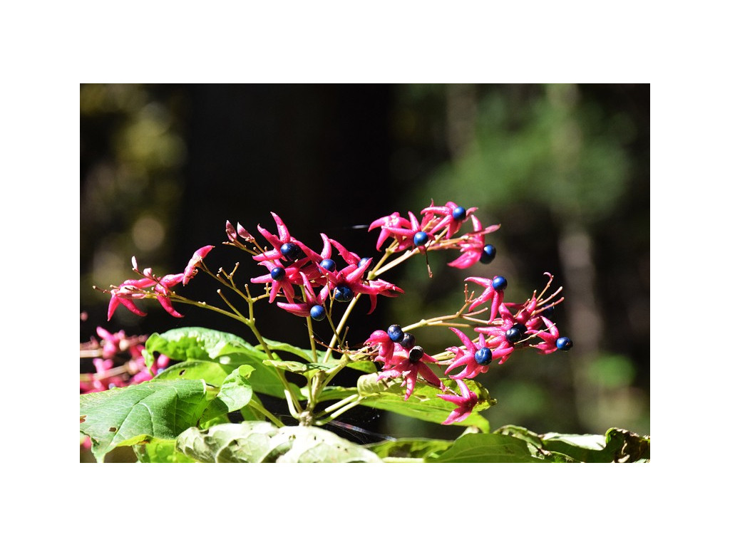 CLERODENDRON TRICHOTOMUM CMBJP2053