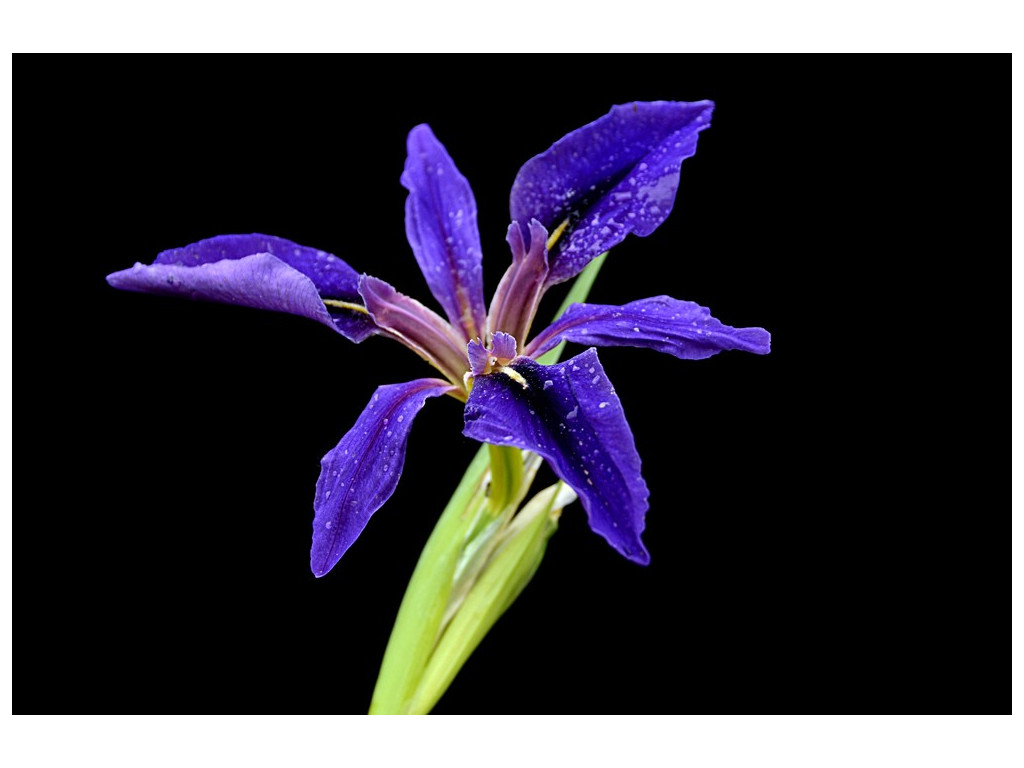 IRIS GIGANTICAERULEA IRIS GIGANTICAERULEA