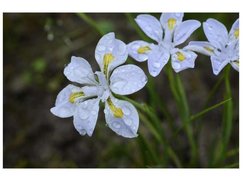 IRIS DABASHANENSIS