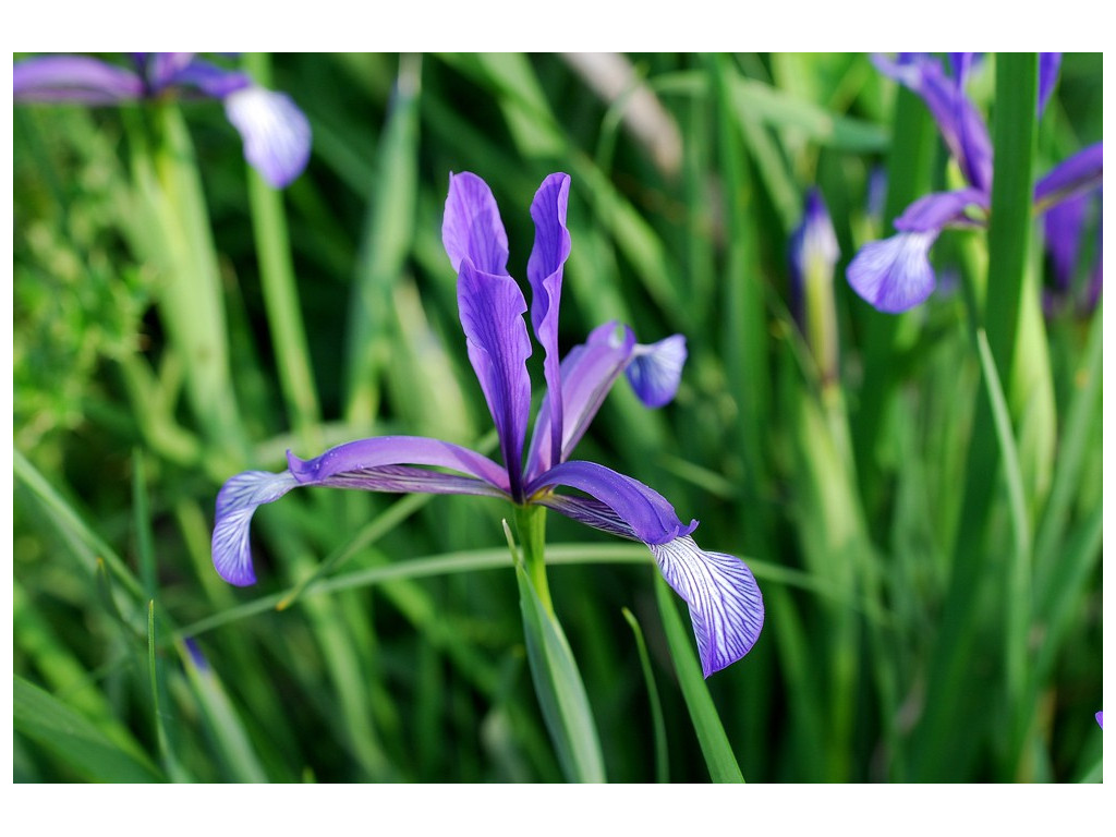 IRIS SINTENISII DS182