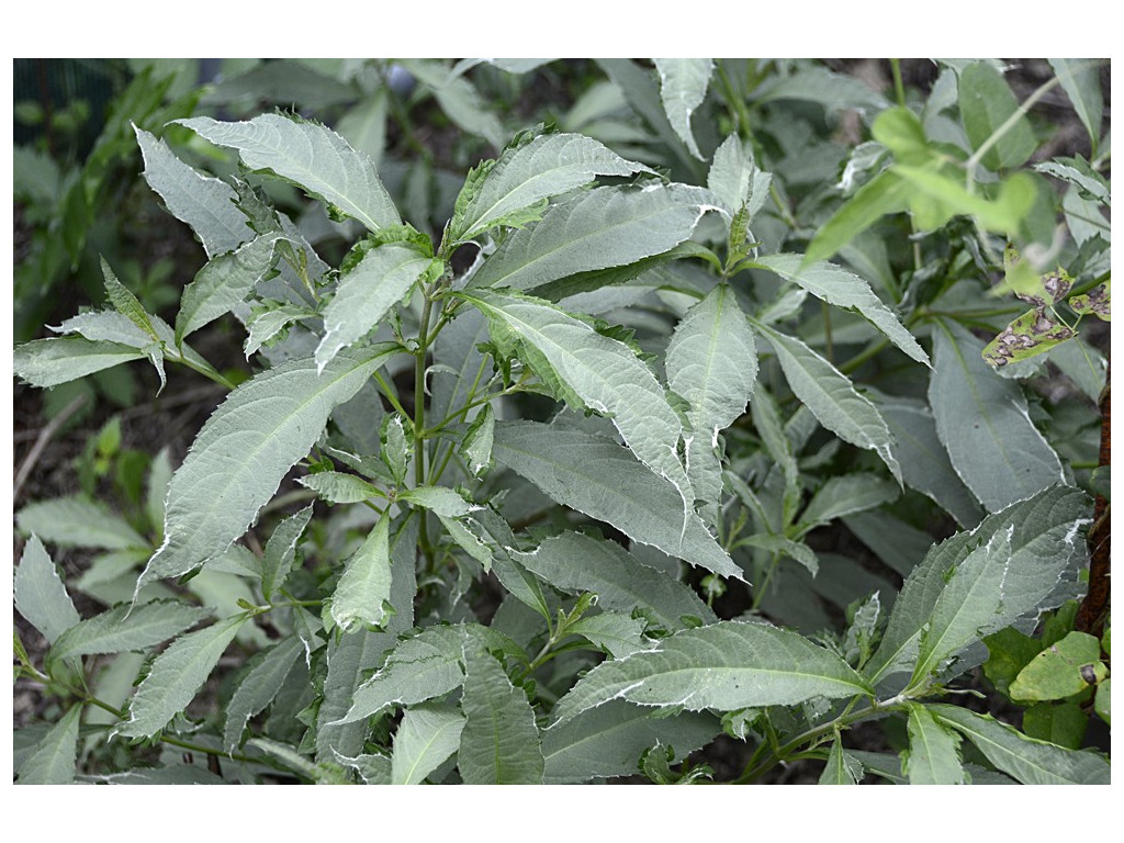 LEUCOSCEPTRUM JAPONICUM 'SILVER ANGEL' LEUCOSCEPTRUM JAPONICUM 'SILVER ANGEL'