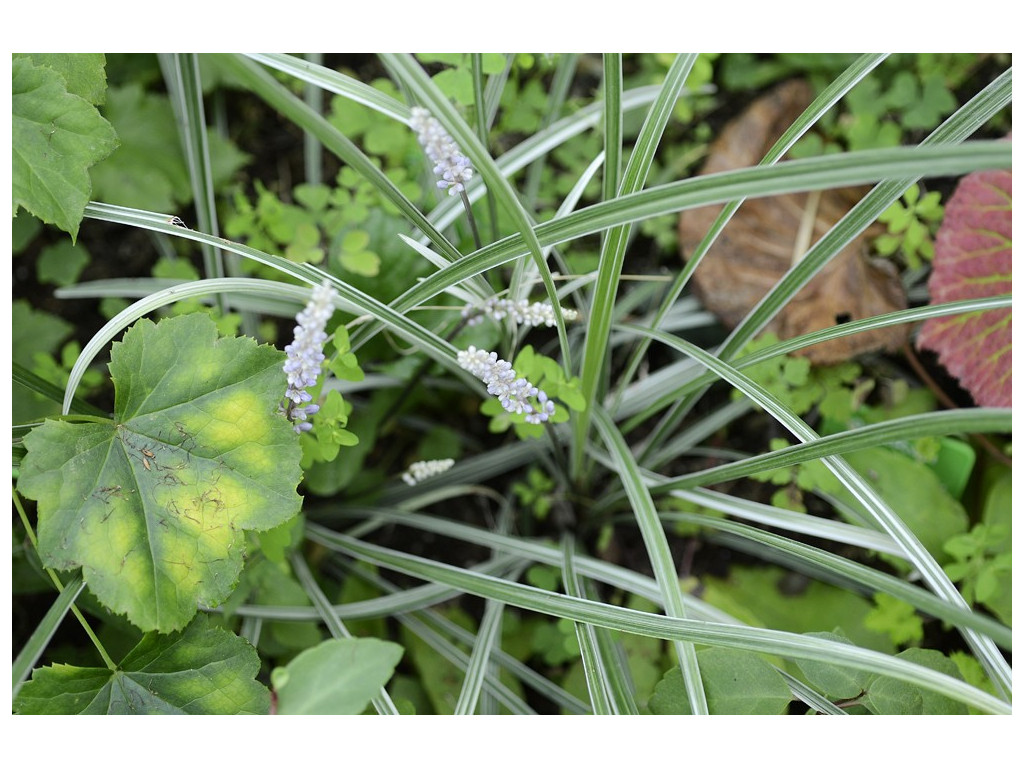 LIRIOPE SPICATA 'KOKURYU'