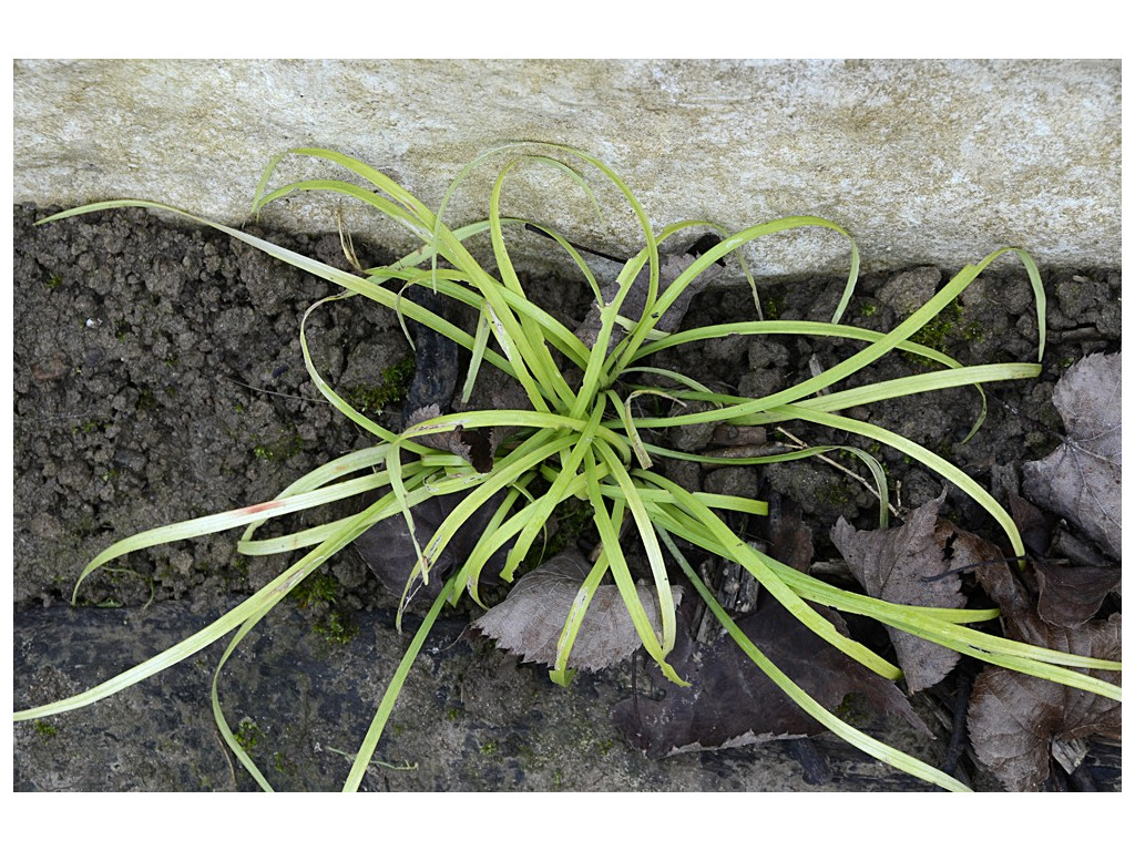 LIRIOPE MUSCARI 'PEE DEE GOLD INGOT'