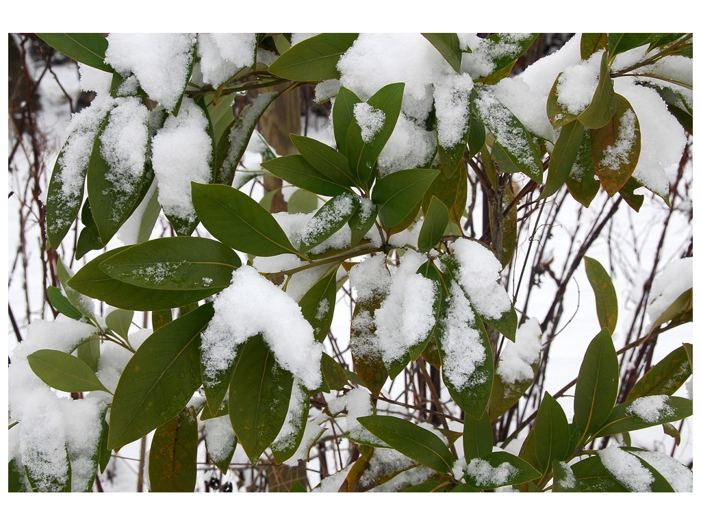 LITHOCARPUS EDULIS JP5521