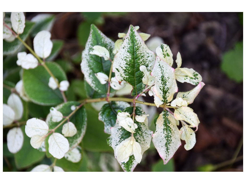 LONICERA GRACILIPES 'NISHIKI'