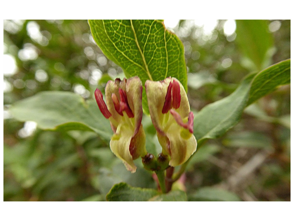 LONICERA KARELINII KZ5047