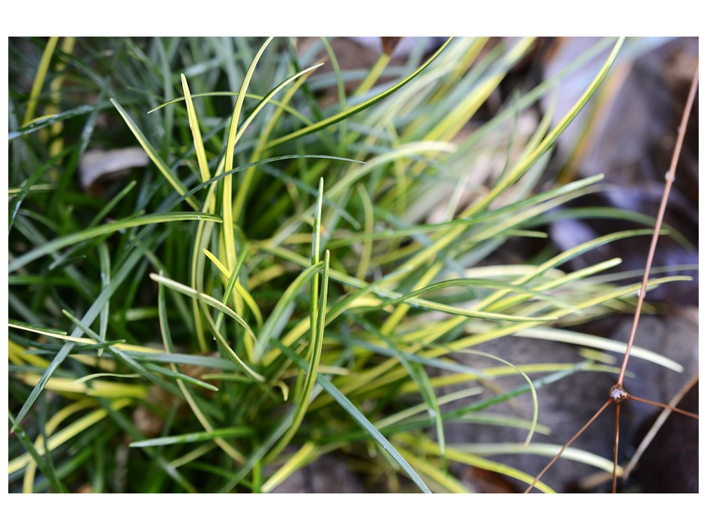 OPHIOPOGON CHINGII 'OGON NISHIKI'