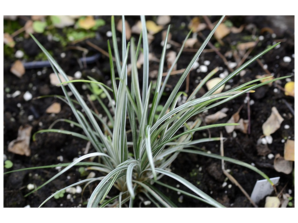 OPHIOPOGON JAPONICUS 'KIJIMAFUKIDUMA'