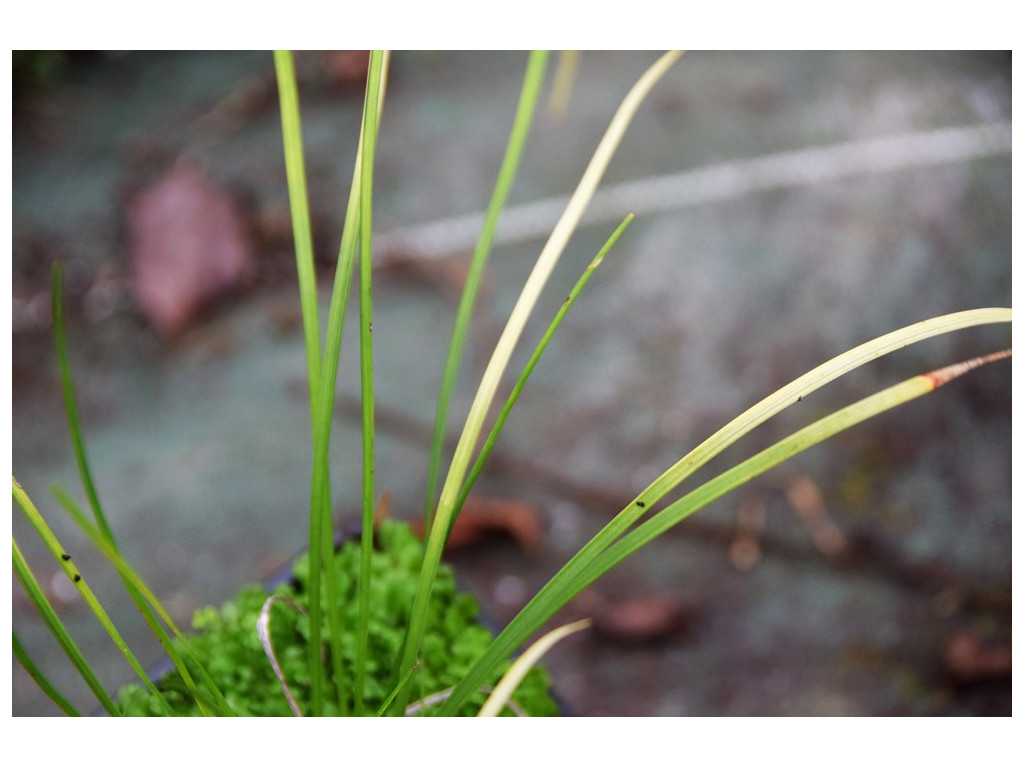 OPHIOPOGON JAPONICUS 'SPRING GOLD'