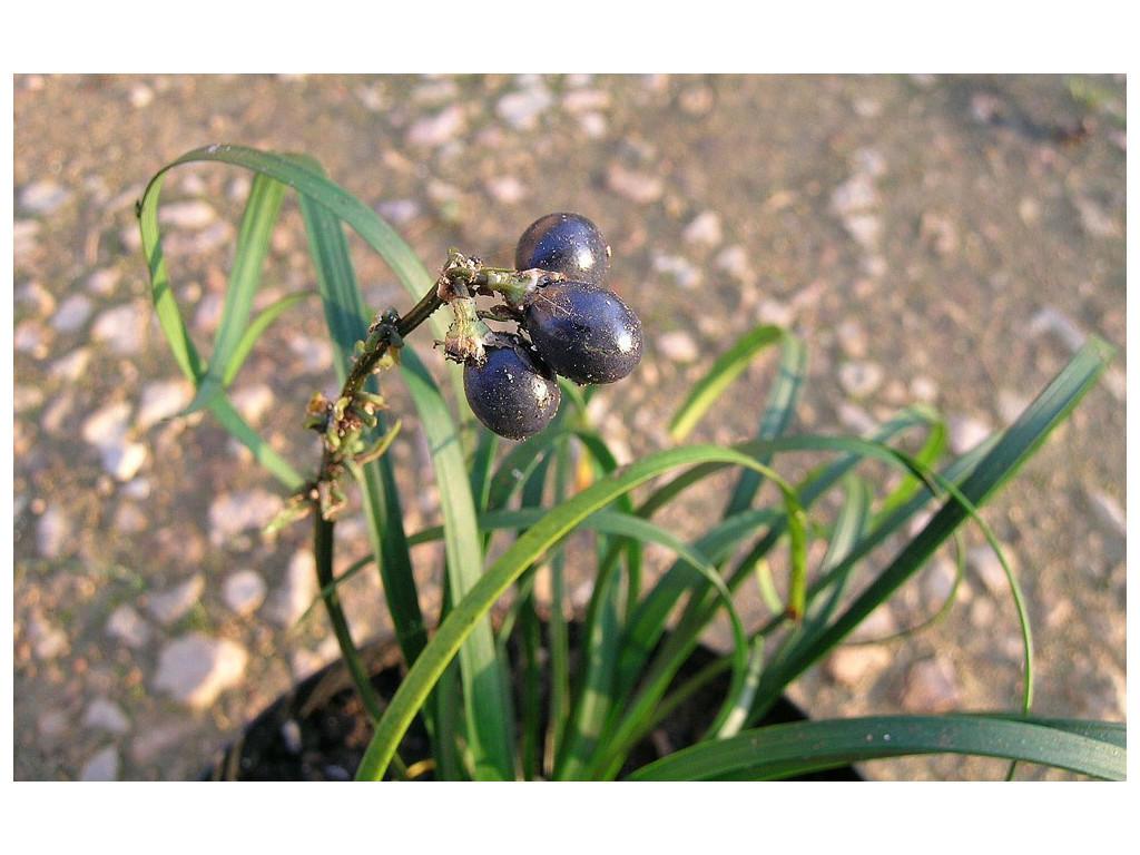 OPHIOPOGON KANSUENSIS OPHIOPOGON KANSUENSIS
