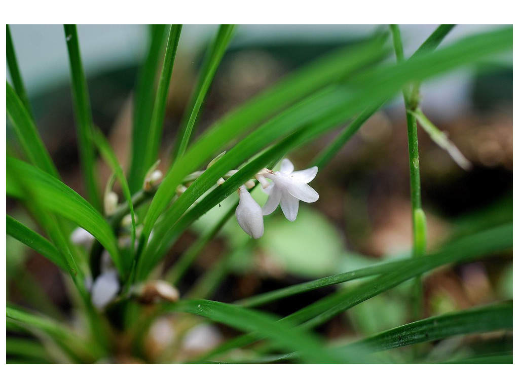 OPHIOPOGON MALCOMSONII