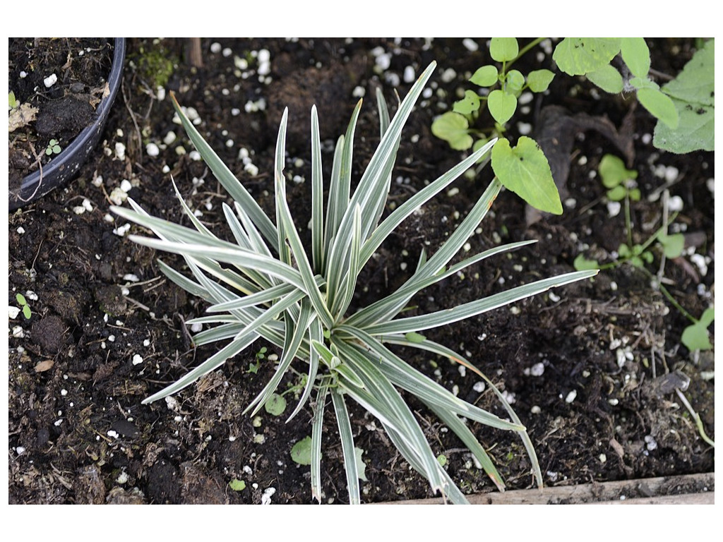 OPHIOPOGON PLANISCAPUS 'LITTLE TABBY'