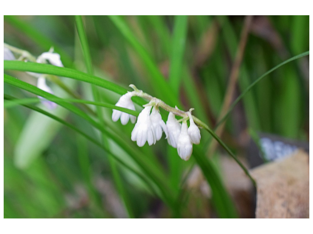 OPHIOPOGON SCABER BSWJ3655