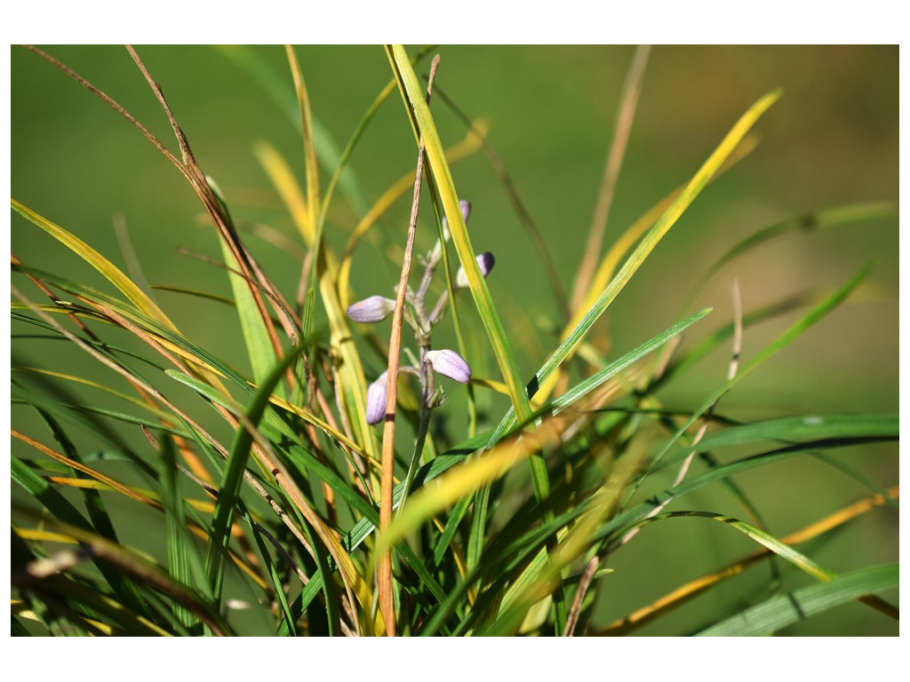 OPHIOPOGON JAPONICUS 'LAVENDER FLOWERS'