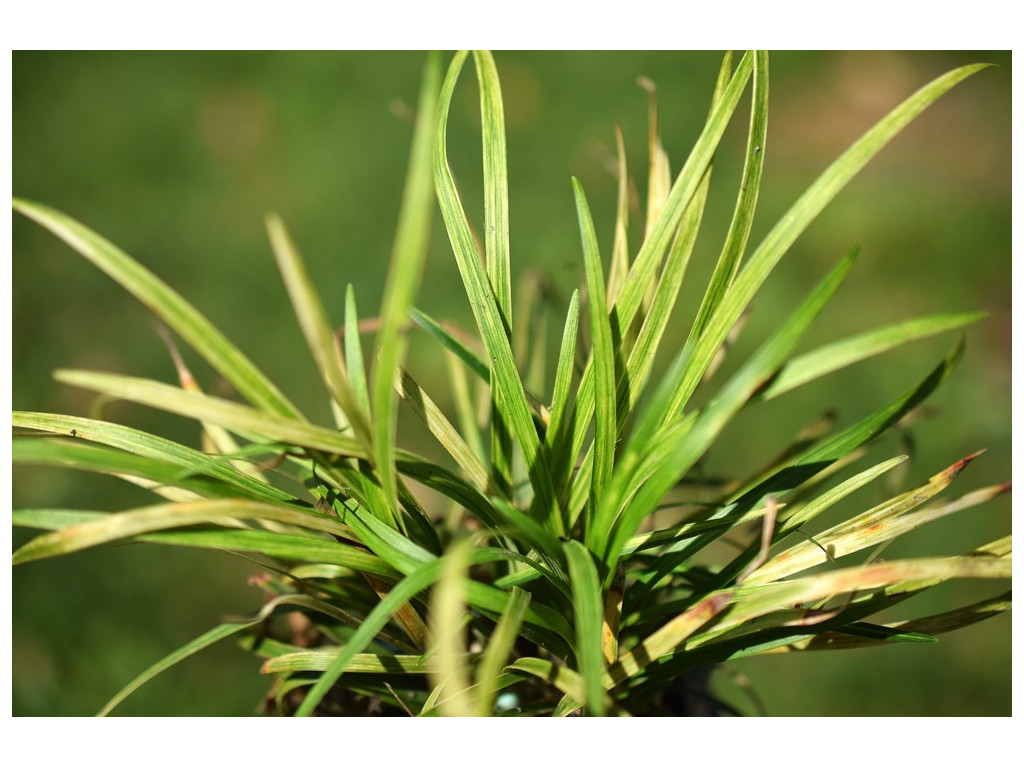 OPHIOPOGON 'RHYOKU'