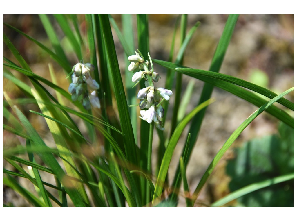 OPHIOPOGON sp. Taiwan CBTW1489
