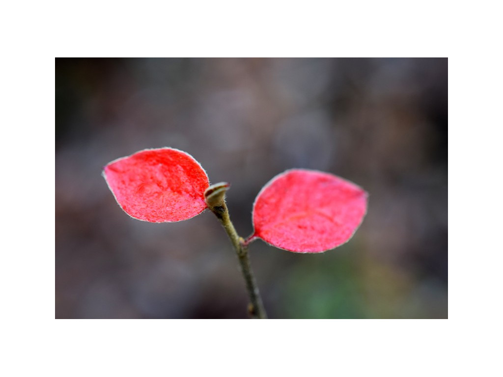 COTONEASTER KINGDONII CH4471 COTONEASTER KINGDONII CH4471