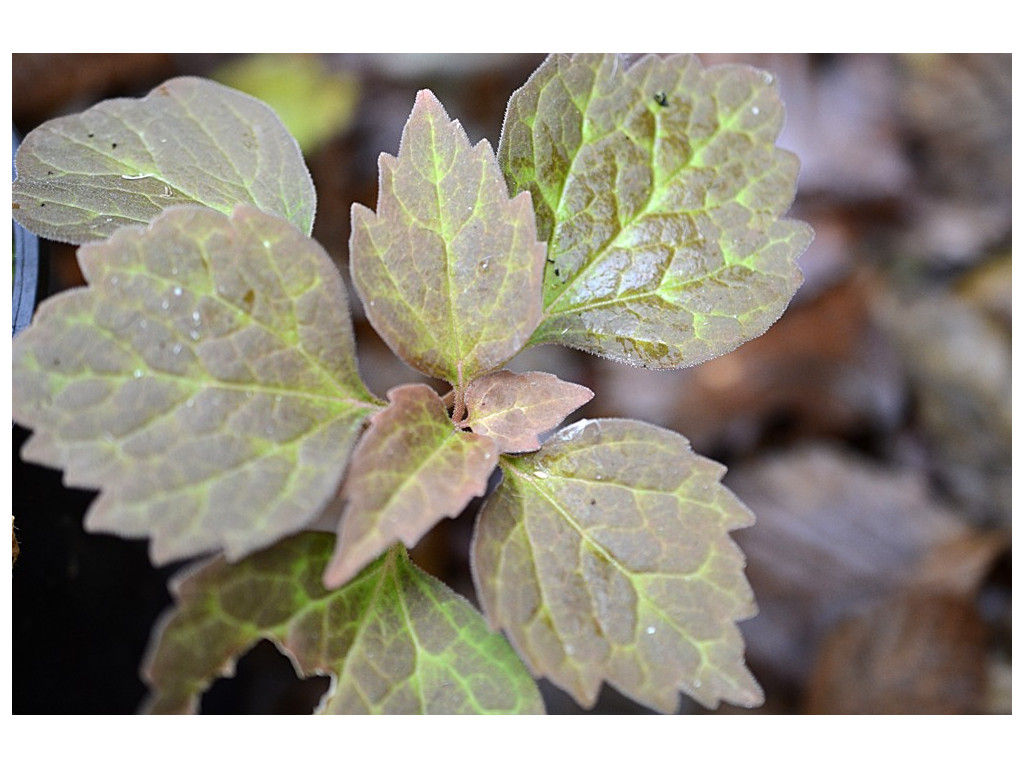 PACHYSANDRA PROCUMBENS 'LITTLE'S PIXIE DRAGON' PACHYSANDRA PROCUMBENS 'LITTLE'S PIXIE DRAGON'