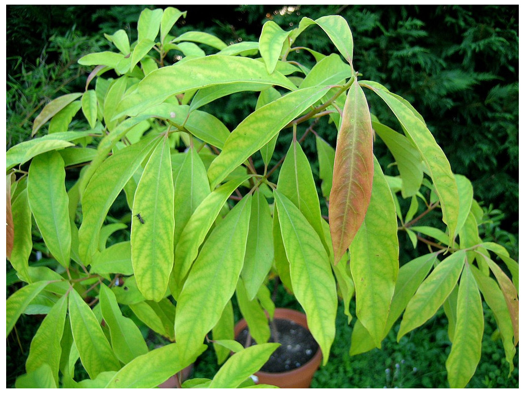 PERSEA JAPONICA KR5525