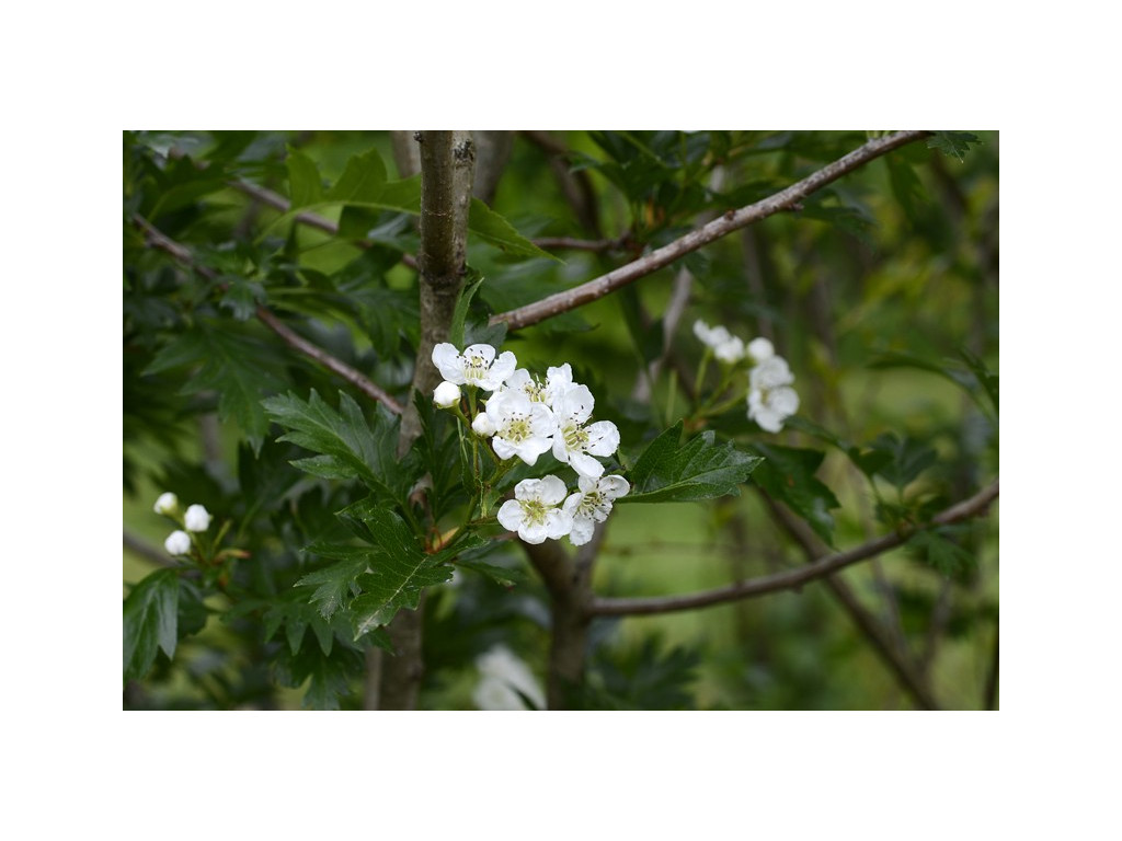 CRATAEGUS PINNATIFIDA KR5853