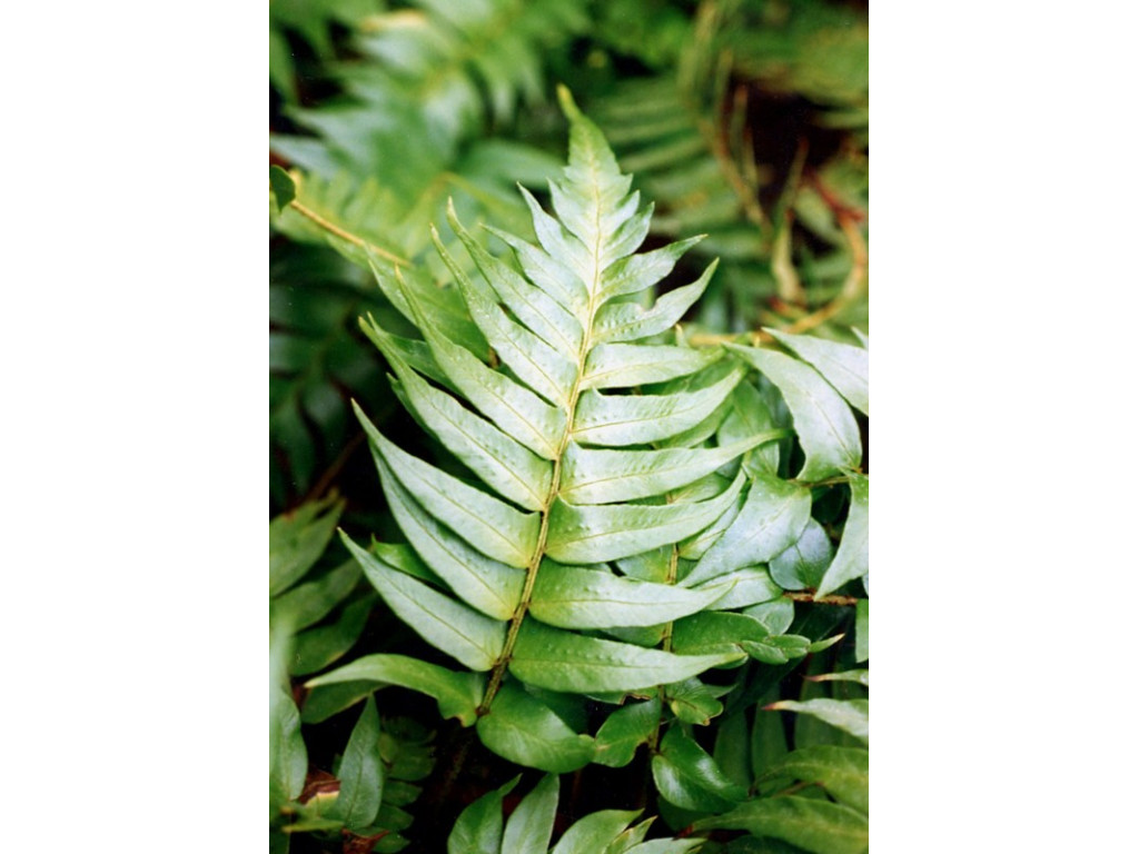 POLYSTICHUM LEPIDOCAULON