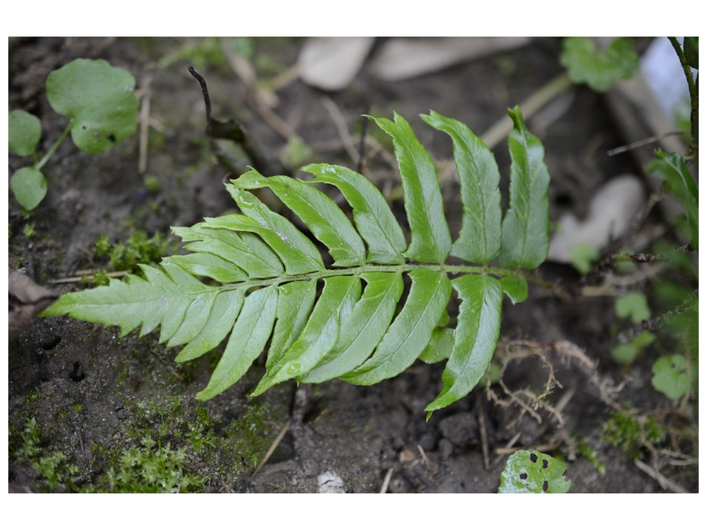 POLYSTICHUM LEPIDOCAULON 'SHISHI BA'