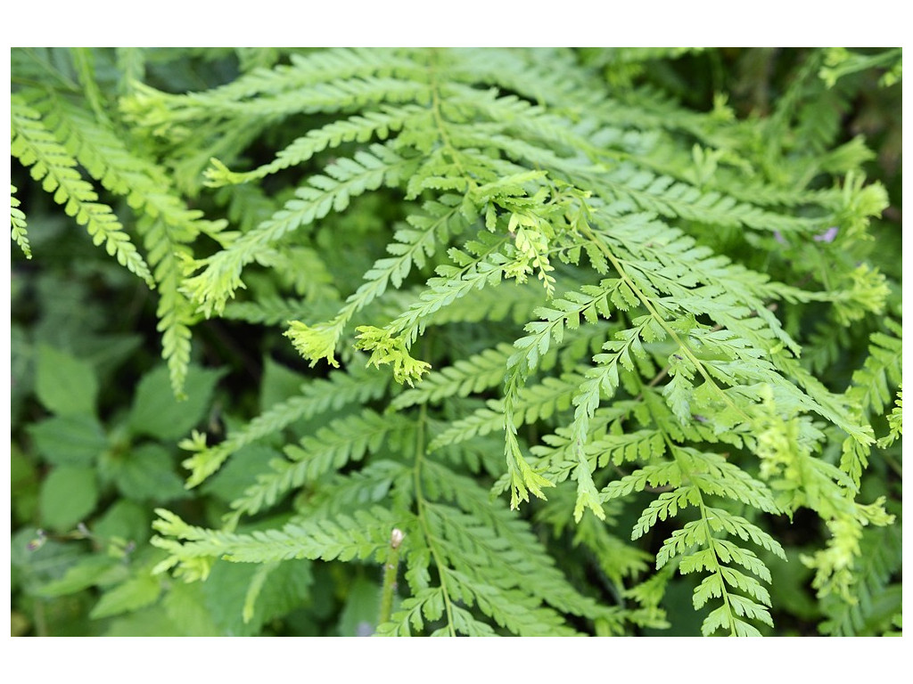 PTERIS WALLICHIANA 'SHISHIBA'