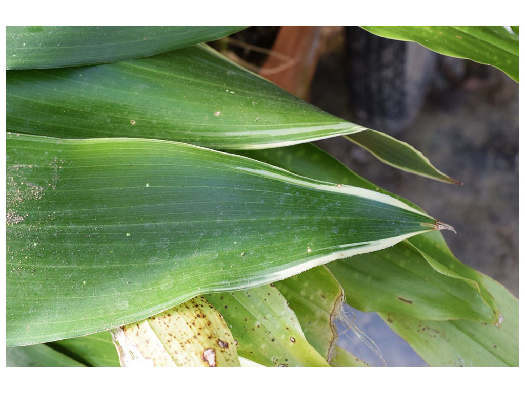 ASPIDISTRA ELATIOR 'TO RYU MON'