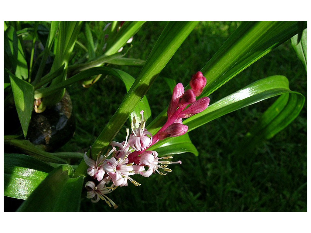 REINECKEA CARNEA CBCH830