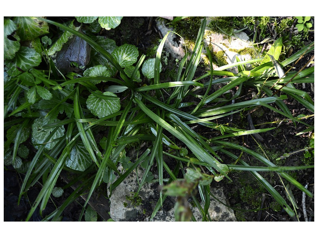 REINECKEA CARNEA 'CRUG'S LINEARLEAF' BWJ8029