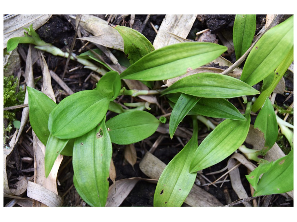 REINECKEA CARNEA 'JINFO JEWEL' MD10-171