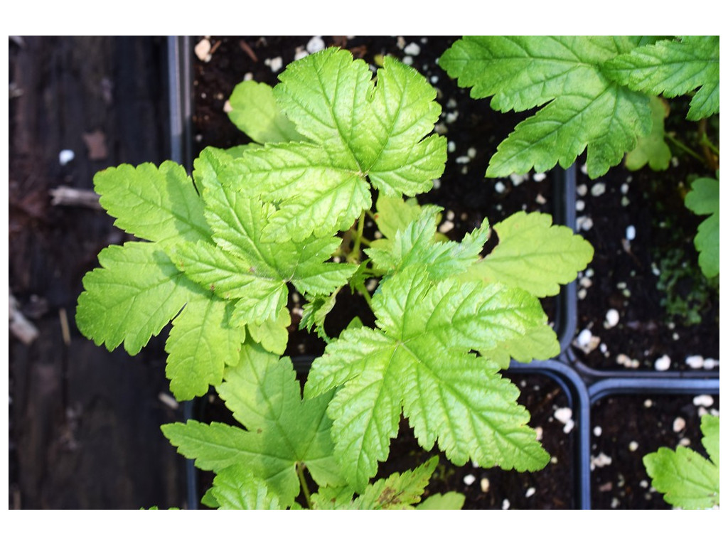 RIBES BRACTEOSUM