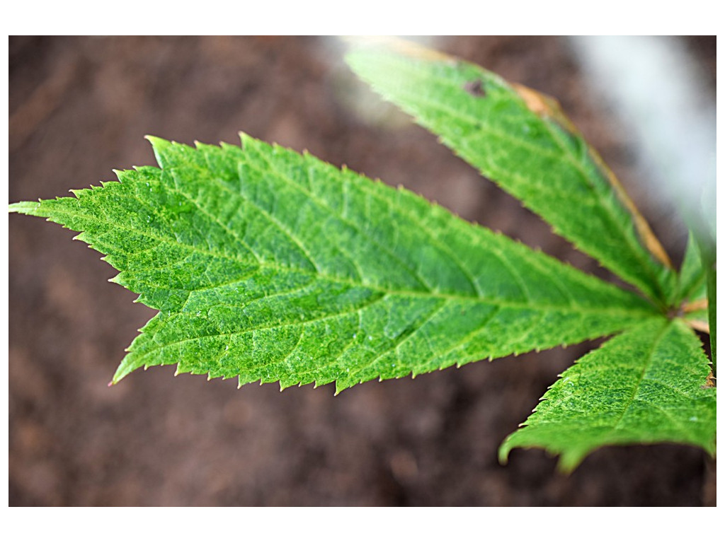 RODGERSIA PODOPHYLLA 'KIMIDORI'